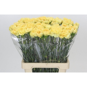 Dianthus St Reina Oro