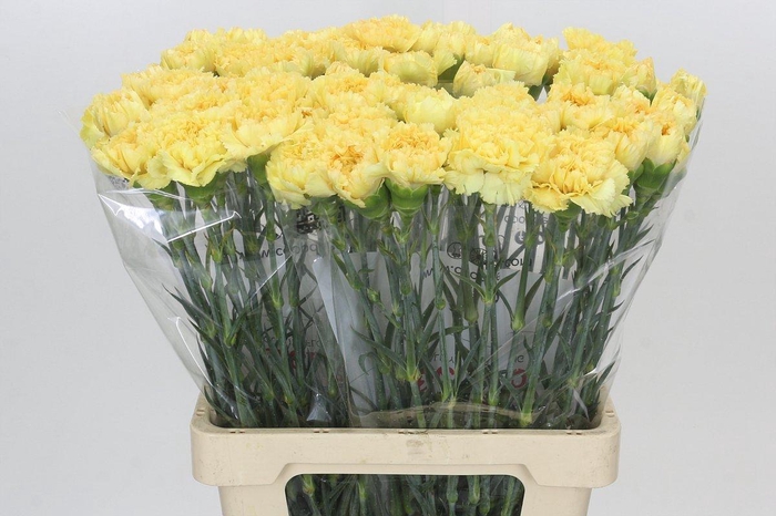 <h4>Dianthus St Reina Oro</h4>
