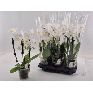 PHAL EL CASCADE
