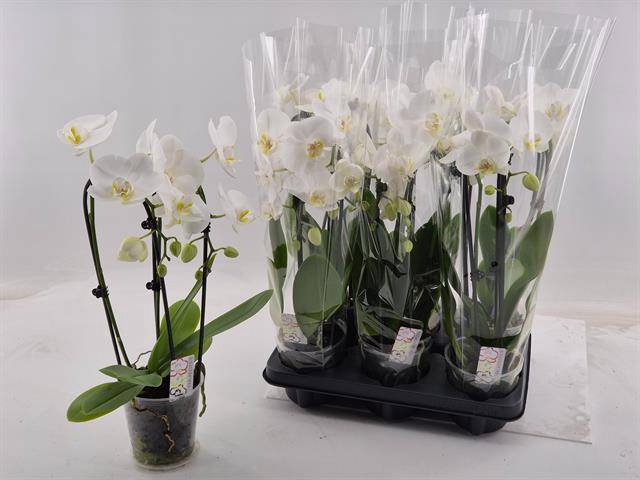 <h4>PHAL EL CASCADE</h4>