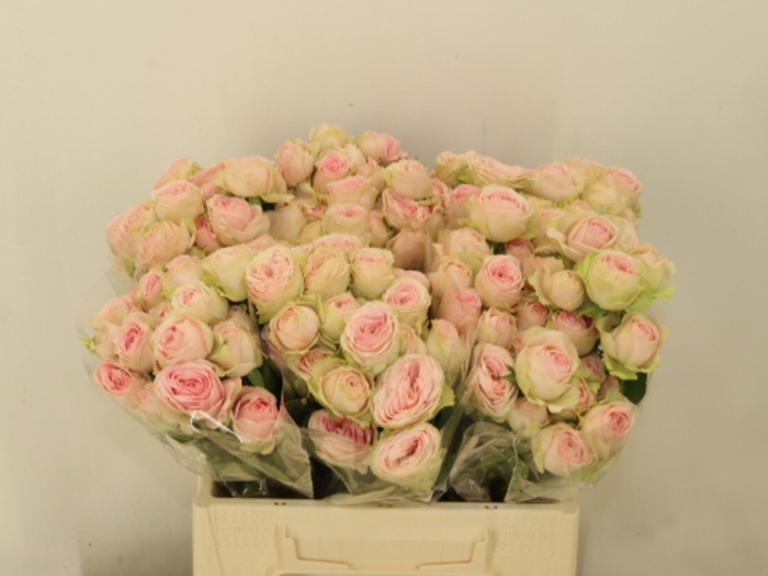 <h4>R TR SWEET GISELLE!</h4>