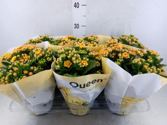 <h4>Kalanchoe  'MoreFlow Lausanne'</h4>