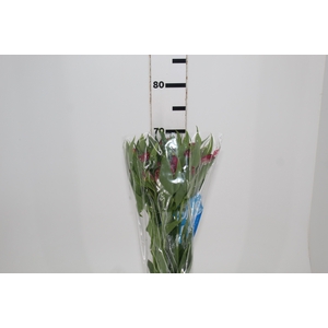 ALSTROEMERIA NAVARRO 070 CM