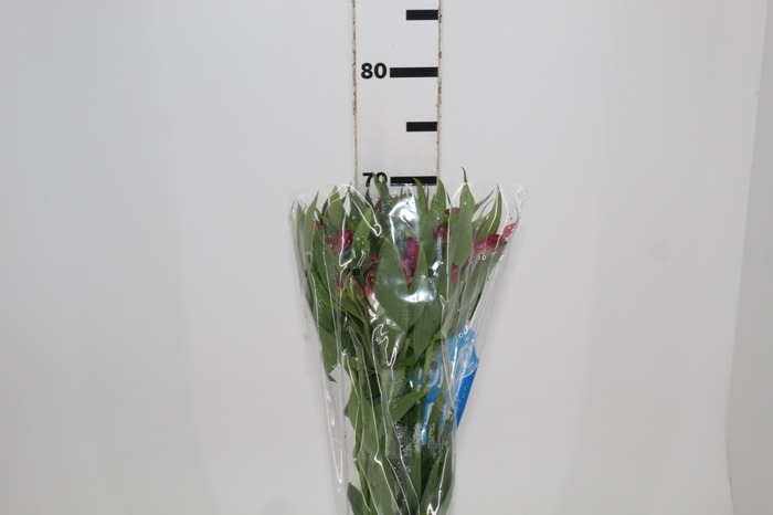 <h4>ALSTROEMERIA NAVARRO 070 CM</h4>