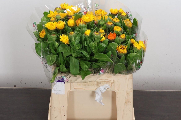 <h4>Calendula Geel</h4>