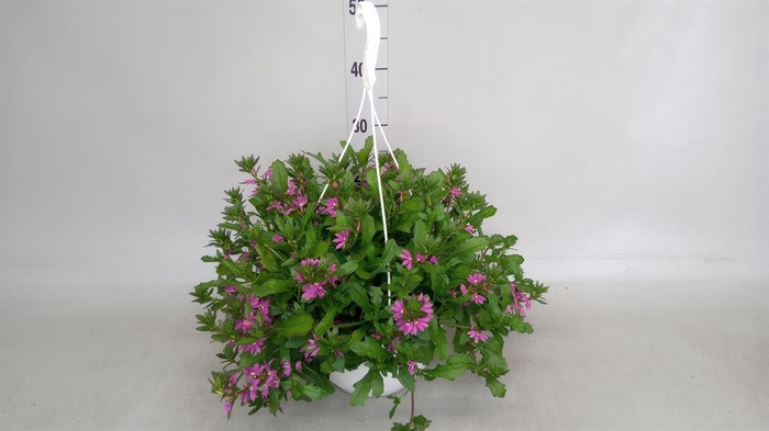 <h4>Scaevola aemula</h4>