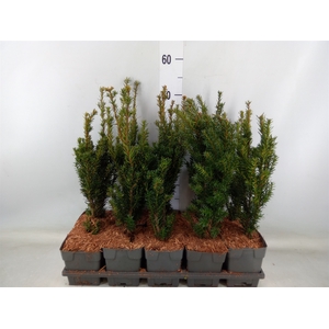 Taxus media 'Hillii'