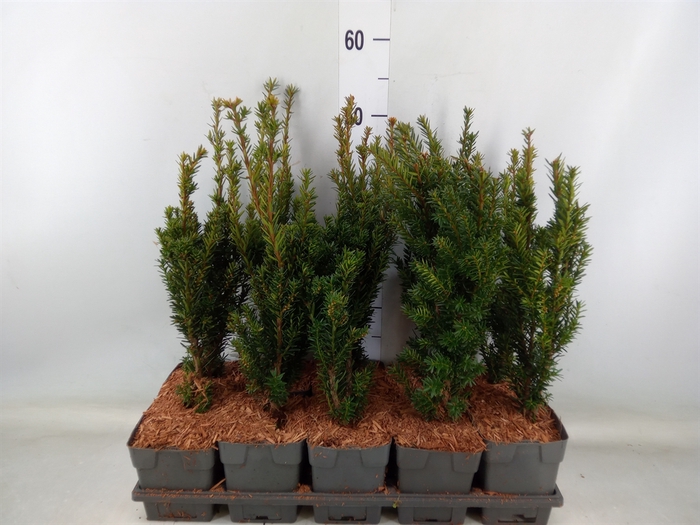 <h4>Taxus media 'Hillii'</h4>