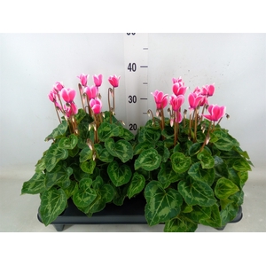 Cyclamen GR 'XL'