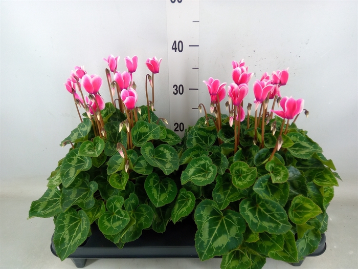<h4>Cyclamen GR 'XL'</h4>