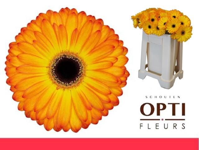 <h4>GE GR CATWALK</h4>