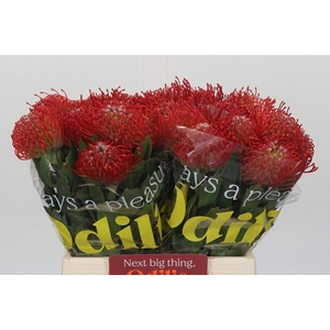Nutans Ayoba Red