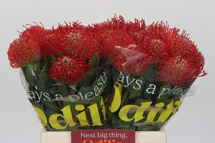 <h4>Nutans Ayoba Red</h4>