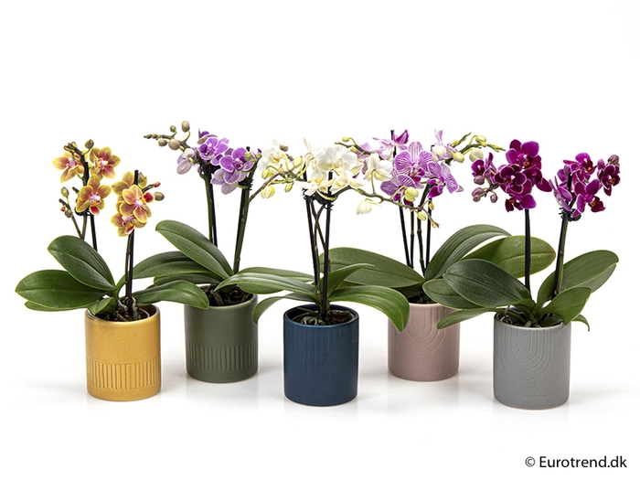 PHALAENOPSIS-HYB P6 E 2032