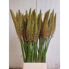 Eremurus Cleopatra