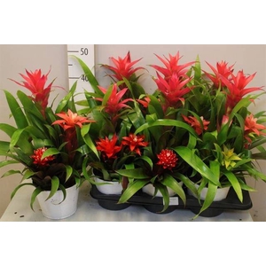 ARR BROMELIA
