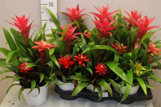 <h4>ARR BROMELIA</h4>