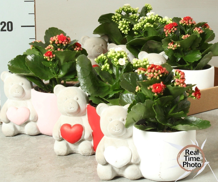 <h4>ARR KAMERPL</h4>