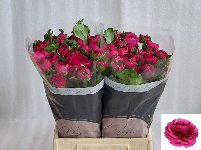 <h4>RAN SU SHERRY</h4>