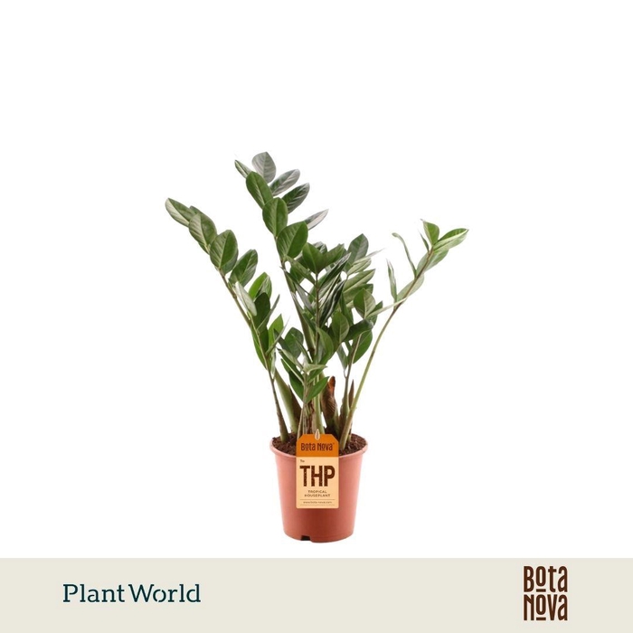 <h4>Zamioculcas 4 Veren</h4>