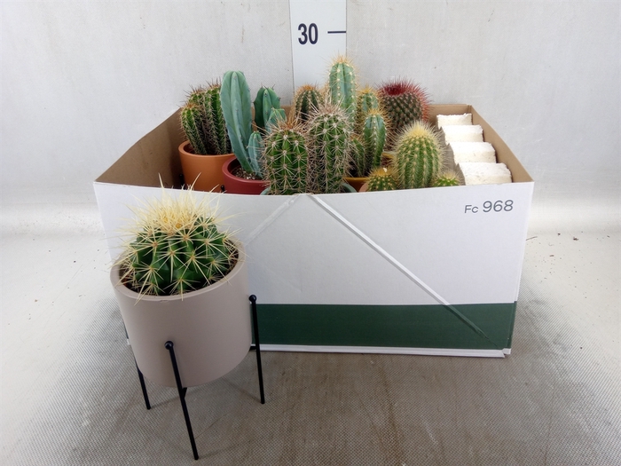 <h4>Cactus   ...</h4>