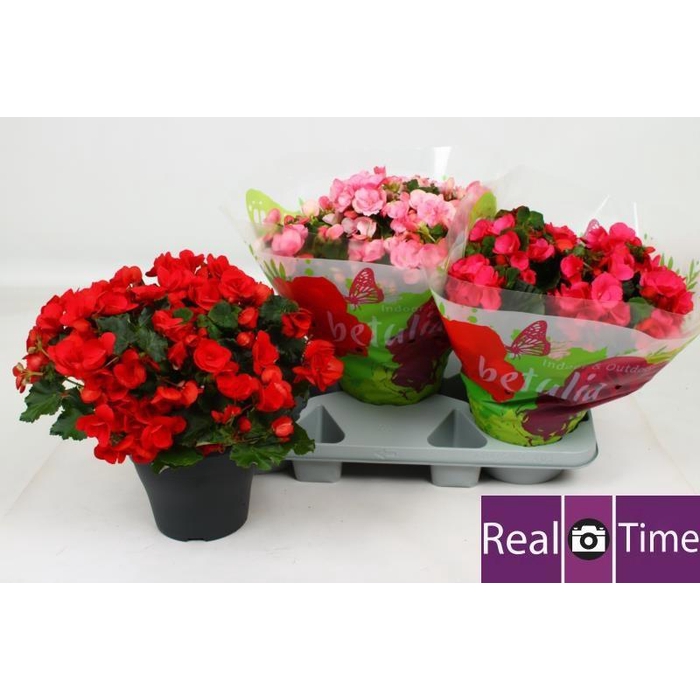 <h4>BEG EN BETULIA GEM</h4>