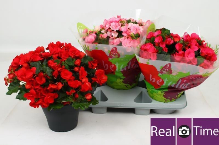 <h4>BEG EN BETULIA GEM</h4>