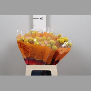 Crasp Paintball Jumbo