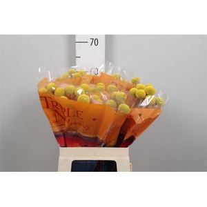 Crasp Paintball Jumbo