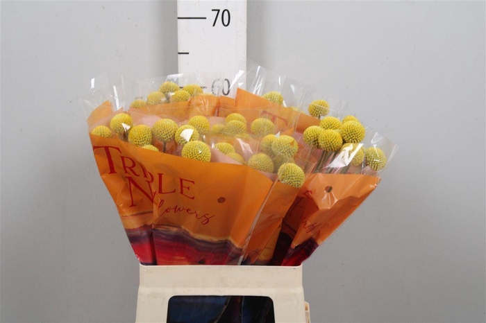 <h4>Crasp Paintball Jumbo</h4>