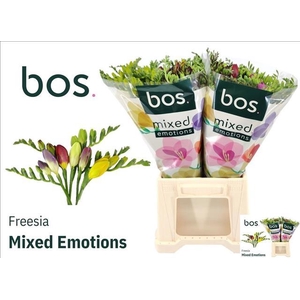 Freesia En Mix