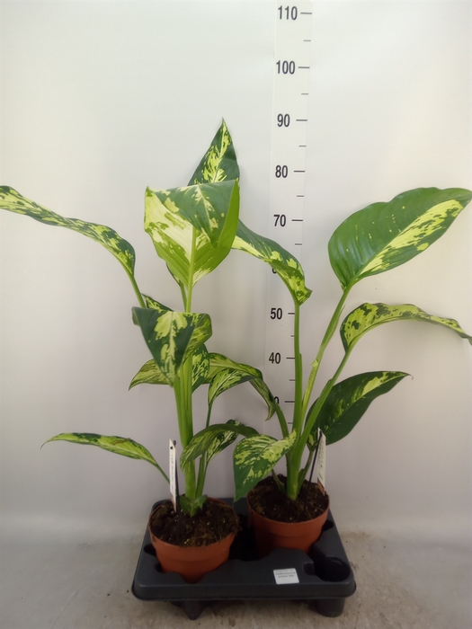 <h4>Dieffenbachia</h4>