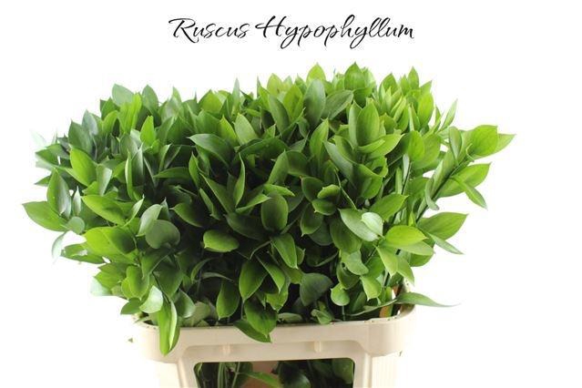<h4>RUSCUS HYPOPHYLLUM</h4>