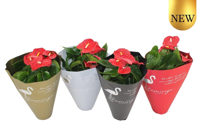 <h4>Anthurium XL.9 Jambo Red 14cm in diverse kleuren sierhoes</h4>