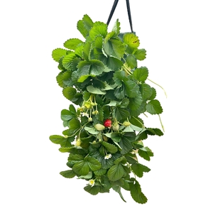 FR9705 wandhanger Fragaria