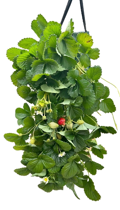 <h4>FR9705 wandhanger Fragaria</h4>