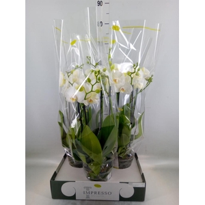 Phalaenopsis   ...white