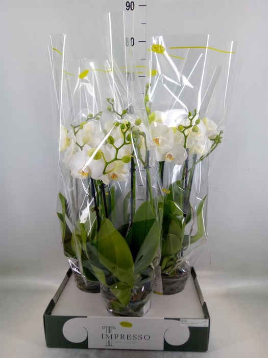 <h4>Phalaenopsis   ...white</h4>