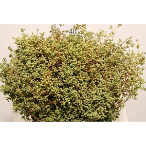Liguster Eonymus P Bunch