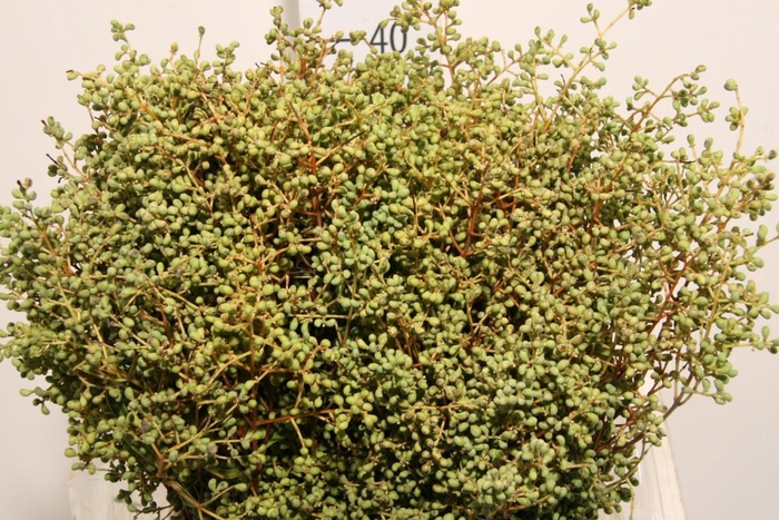 <h4>Liguster Eonymus P Bunch</h4>