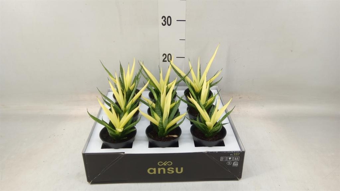 <h4>Sansevieria ...</h4>