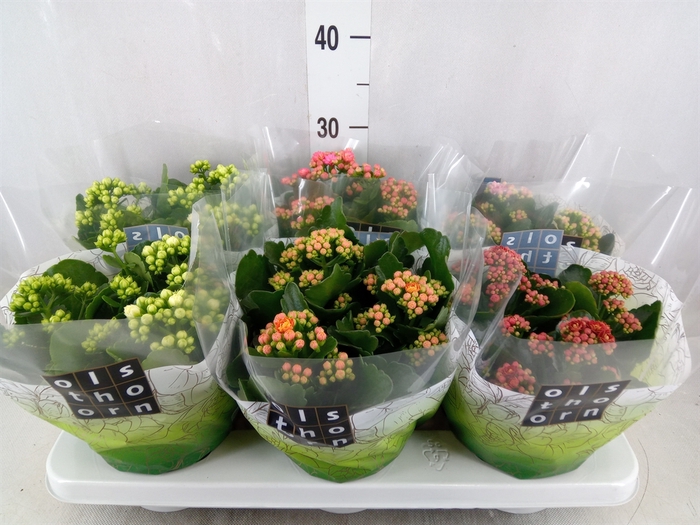 <h4>Kalanchoe blos.   ..rosebud mix  5</h4>