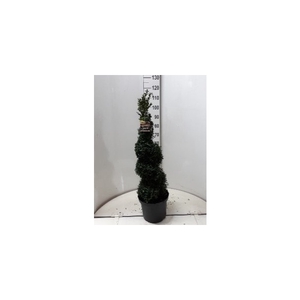 Buxus spiraal 120