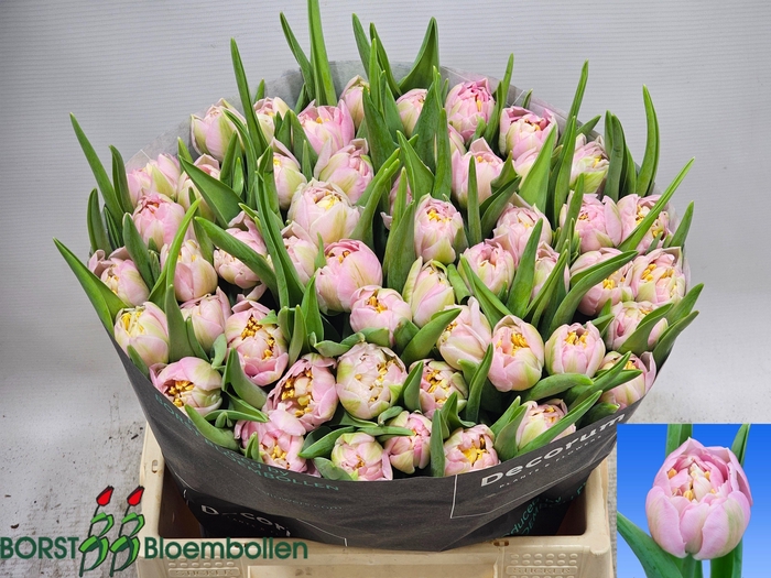 <h4>TU DU PESCARA</h4>