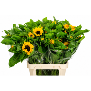 Helianthus Vincent's Choice