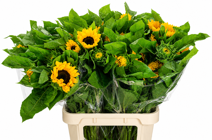 <h4>Helianthus Vincent's Choice</h4>