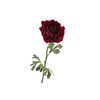 Ranunculus Fuchsia