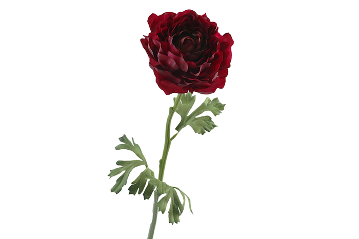 Ranunculus Fuchsia