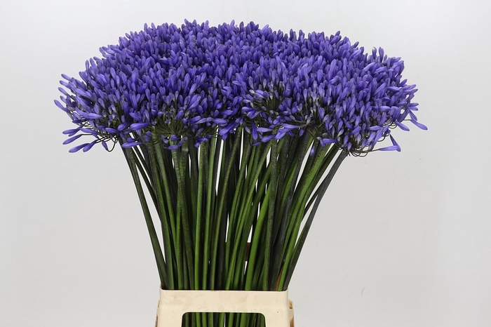 <h4>Agapanthus Dr Brouwer</h4>