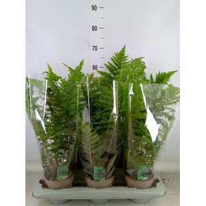 Cyathea australis